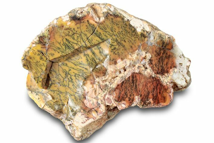 Polished Dendritic Opal - Western Australia #315351